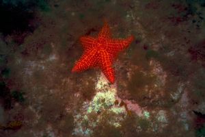 Cushion Star Fish - Bimini Bahamas - Sea & Sea MX10 - At ... by Claudia Creson 
